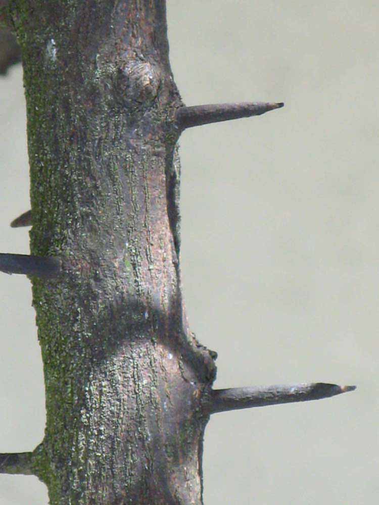              Second - third year twig (Winter Haven, FL)       